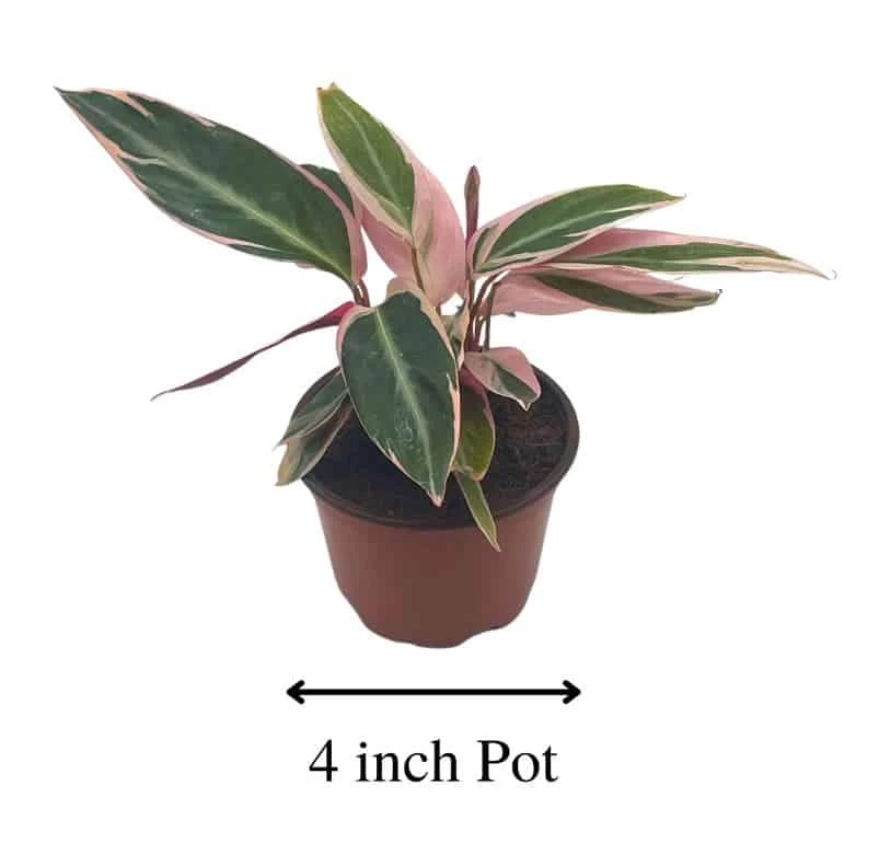 Stromanthe Triostar 4 Inch Sanguinea Beautiful And Easy Indoor House Plant 5 Stromanthe Triostar 4 Inch Sanguinea Beautiful And Easy Indoor House Plant - Image 3