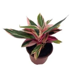 Stromanthe Triostar 4 Inch Sanguinea Beautiful And Easy Indoor House Plant 13 Stromanthe Triostar 4 Inch Sanguinea Beautiful And Easy Indoor House Plant -Cheap Plantly Store trio2