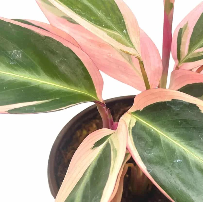 Stromanthe Triostar 4 Inch Sanguinea Beautiful And Easy Indoor House Plant 7 Stromanthe Triostar 4 Inch Sanguinea Beautiful And Easy Indoor House Plant - Image 5