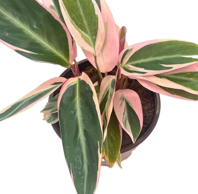 Stromanthe Triostar 4 Inch Sanguinea Beautiful And Easy Indoor House Plant 8 Stromanthe Triostar 4 Inch Sanguinea Beautiful And Easy Indoor House Plant - Image 6