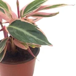 Stromanthe Triostar 4 Inch Sanguinea Beautiful And Easy Indoor House Plant 16 Stromanthe Triostar 4 Inch Sanguinea Beautiful And Easy Indoor House Plant -Cheap Plantly Store trio5