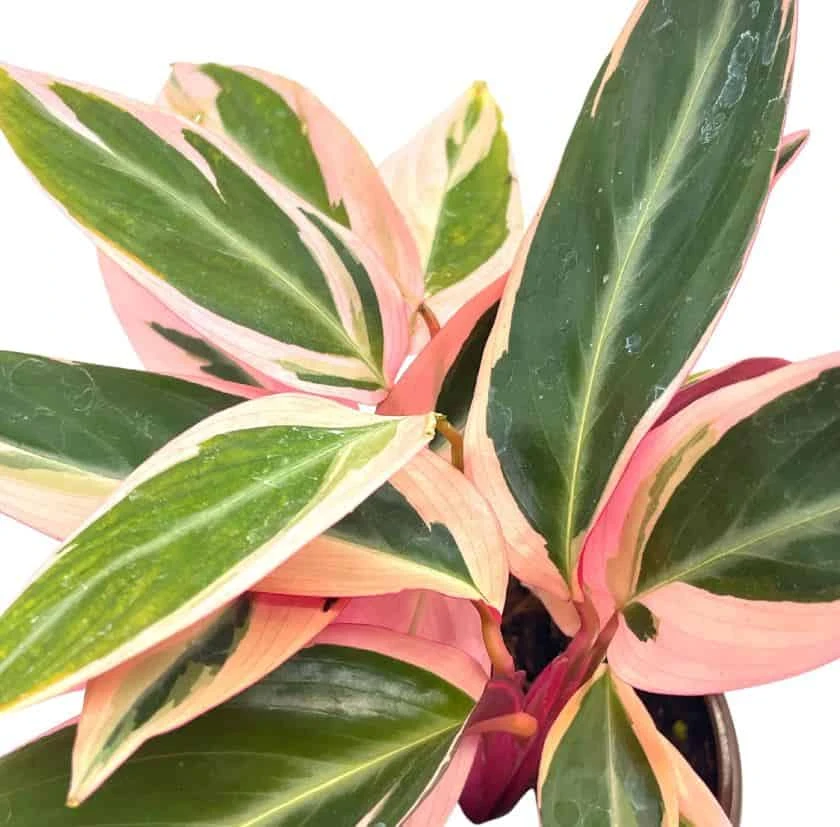 Stromanthe Triostar 4 Inch Sanguinea Beautiful And Easy Indoor House Plant 10 Stromanthe Triostar 4 Inch Sanguinea Beautiful And Easy Indoor House Plant - Image 8