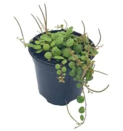 String Of Turtles, Peperomia Prostrata, Very Filled In A 4 Inch Pot -Cheap Plantly Store turt 1