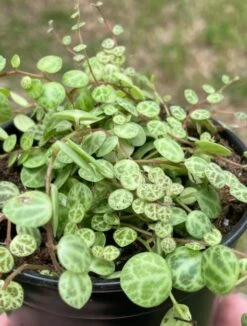 String Of Turtles, Peperomia Prostrata, Very Filled In A 4 Inch Pot -Cheap Plantly Store turt1