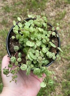 String Of Turtles, Peperomia Prostrata, Very Filled In A 4 Inch Pot -Cheap Plantly Store turt2