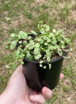 String Of Turtles, Peperomia Prostrata, Very Filled In A 4 Inch Pot -Cheap Plantly Store turt3