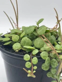 String Of Turtles, Peperomia Prostrata, Very Filled In A 4 Inch Pot -Cheap Plantly Store turt4