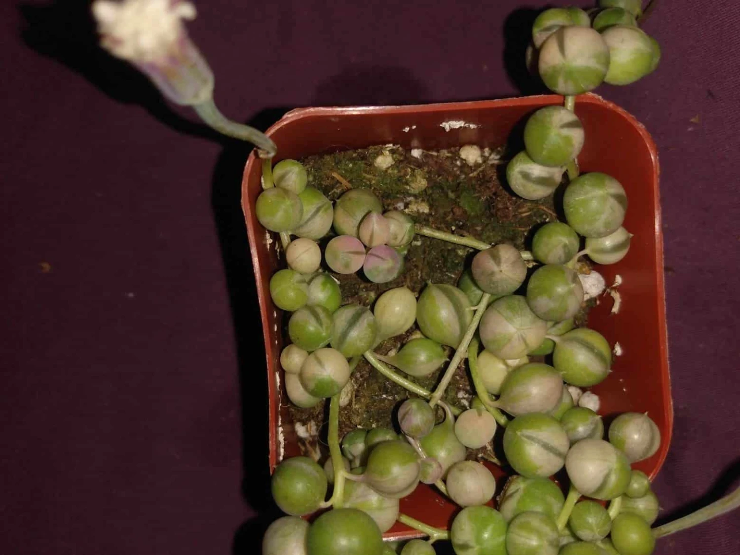 Soul Peace Bundle-String Of Pearls Variegated 3 Soul Peace Bundle-String Of Pearls Variegated