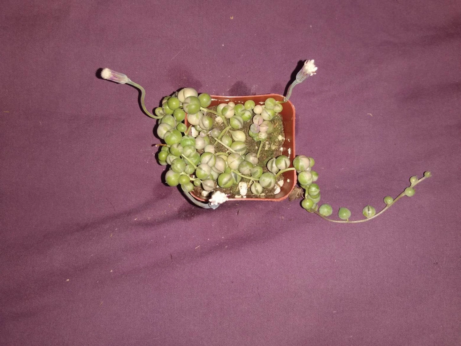 Soul Peace Bundle-String Of Pearls Variegated 4 Soul Peace Bundle-String Of Pearls Variegated - Image 2