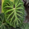 Philodendron Verrucosum Small Size -Cheap Plantly Store verruredback