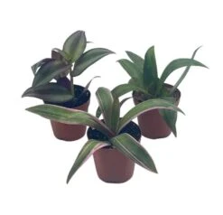 Wandering Jew Assortment, Tradescantia Variety, 2 Inch, Set Of 3 -Cheap Plantly Store wander2
