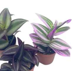 Wandering Jew Assortment, Tradescantia Variety, 2 Inch, Set Of 3 -Cheap Plantly Store wander3