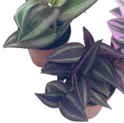 Wandering Jew Assortment, Tradescantia Variety, 2 Inch, Set Of 3 -Cheap Plantly Store wander4