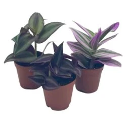 Wandering Jew Assortment, Tradescantia Variety, 2 Inch, Set Of 3 -Cheap Plantly Store wander6