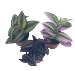 Wandering Jew Assortment, Tradescantia Variety, 2 Inch, Set Of 3 -Cheap Plantly Store wander7 1