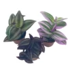 Wandering Jew Assortment, Tradescantia Variety, 2 Inch, Set Of 3
