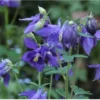 2 Aquilegia Alpina | Carlo`s Plant Farm -Cheap Plantly Store wf