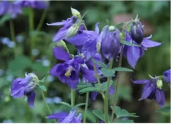 2 Aquilegia Alpina | Carlo`s Plant Farm