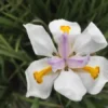 White African Iris