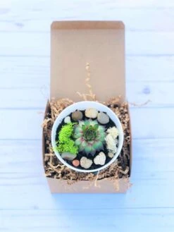 DIY Succulent Cactus Garden Kit, Plants Under 31.4, -Cheap Plantly Store white bowl mini zen