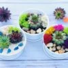 DIY Succulent Cactus Garden Kit, Plants Under 31.4, 1 DIY Succulent Cactus Garden Kit, Plants Under 31.4, -Cheap Plantly Store white bowl1