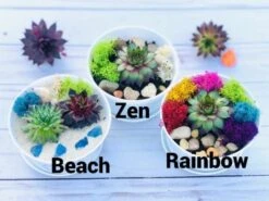 DIY Succulent Cactus Garden Kit, Plants Under 31.4, -Cheap Plantly Store whitebowl2