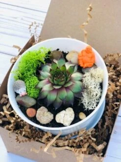 DIY Succulent Cactus Garden Kit, Plants Under 31.4, -Cheap Plantly Store whitebowl3