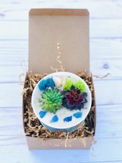 DIY Succulent Cactus Garden Kit, Plants Under 31.4, -Cheap Plantly Store whitebowl6