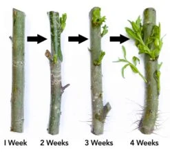 Globe Willow Umbrella Tree Cuttings - Easy Starts 8-12" -Cheap Plantly Store willows Rooting 1 1
