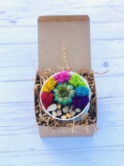 DIY Succulent Cactus Garden Kit, Plants Under 31.4, -Cheap Plantly Store wp rainbow template
