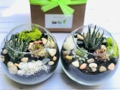 Succulent Terrarium Kit, Glass Terrarium, Cactus Plant Kit, Succulent Gift Box, DIY Plant Kit, Plant Lover Gift