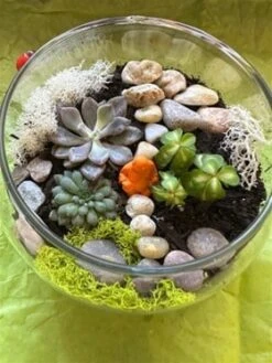 Succulent Terrarium Kit, Glass Terrarium, Cactus Plant Kit, Succulent Gift Box, DIY Plant Kit, Plant Lover Gift -Cheap Plantly Store zen 1