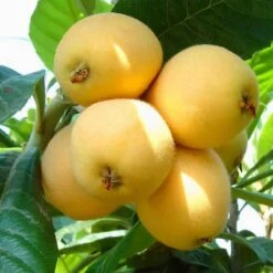 Loquat Trees (different Varieties). 5 Years Old. Grafted.