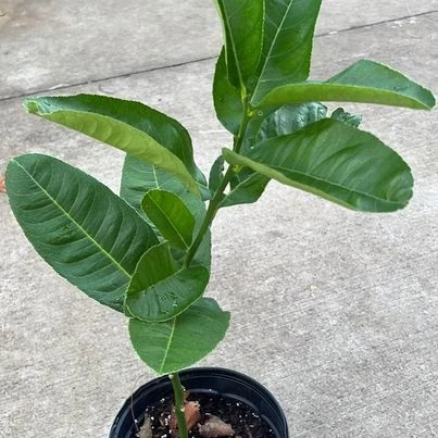 Buddha's Hand Citron Tree. 18"-24" Tall. Will Fruit Next Year. 8 Buddha's Hand Citron Tree. 18"-24" Tall. Will Fruit Next Year. - Image 6
