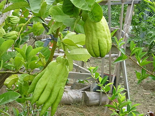 Buddha's Hand Citron Tree. 18"-24" Tall. Will Fruit Next Year. 6 Buddha's Hand Citron Tree. 18"-24" Tall. Will Fruit Next Year. - Image 4