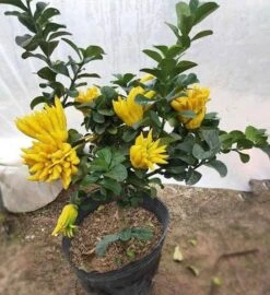 Buddha's Hand Citron Tree. 18"-24" Tall. Will Fruit Next Year.