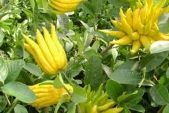 Buddha's Hand Citron Tree. 18"-24" Tall. Will Fruit Next Year. 10 Buddha's Hand Citron Tree. 18"-24" Tall. Will Fruit Next Year. -Cheap Plantly Store 佛手柑 3