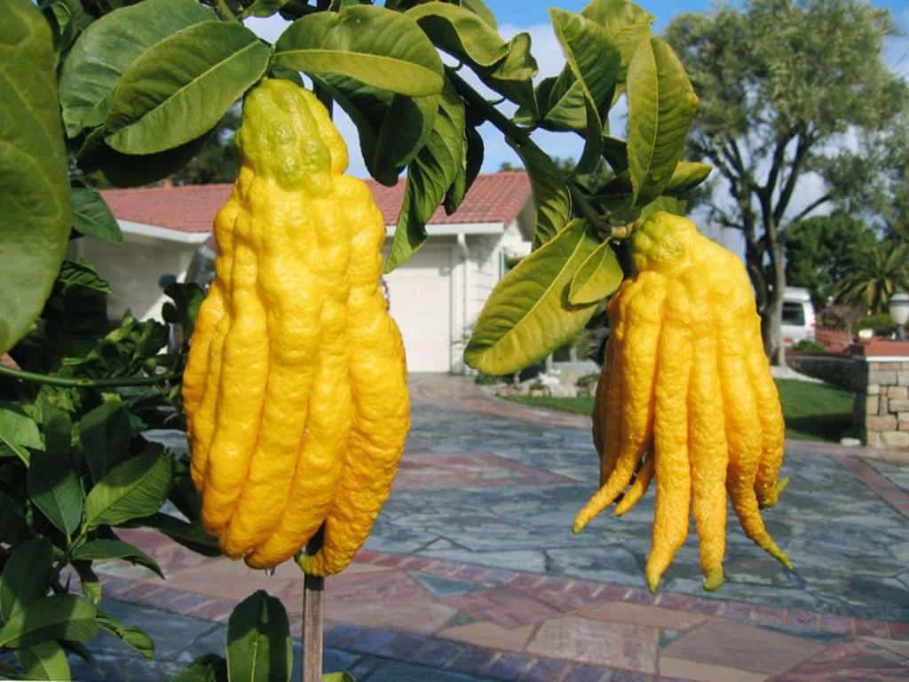 Buddha's Hand Citron Tree. 18"-24" Tall. Will Fruit Next Year. 4 Buddha's Hand Citron Tree. 18"-24" Tall. Will Fruit Next Year. - Image 2