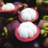 Mangosteen Trees (different Varieties). 4 Years Old, Grafted. Potted. -Cheap Plantly Store 泰国山竹