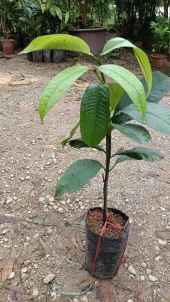 Mangosteen Trees (different Varieties). 4 Years Old, Grafted. Potted. -Cheap Plantly Store 泰国山竹 2