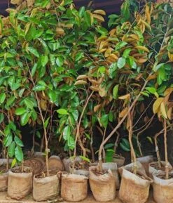 Star Apple Chrysophyllum Cainito Tree. 3 Years Old. Grafted. -Cheap Plantly Store 牛奶果