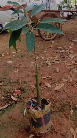 Rare Durian Trees (different Varieties). 3 Years Old, Grafted, Potted. -Cheap Plantly Store 猫山王树