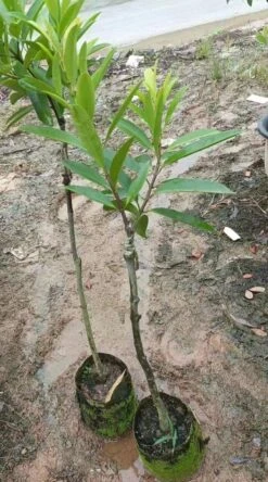 Mangosteen Trees (different Varieties). 4 Years Old, Grafted. Potted. -Cheap Plantly Store 红肉山竹