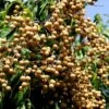 Longan Dragon's Eye Trees (different Varieties). 4 Years Old, Grafted. -Cheap Plantly Store 脆蜜 SZ52 荔枝龙眼杂交种