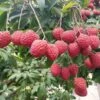 Lychee Litchi Trees (different Varieties). 4 Years Old, Grafted, Potted. 2 Lychee Litchi Trees (different Varieties). 4 Years Old, Grafted, Potted. -Cheap Plantly Store 荔枝