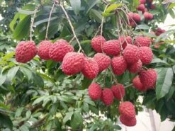 Lychee Litchi Trees (different Varieties). 4 Years Old, Grafted, Potted.
