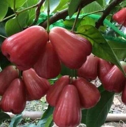 Wax Apple Trees (different Varieties). 3 Years Old, Grafted, Potted.