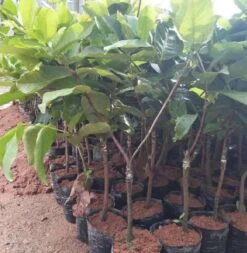 Wax Apple Trees (different Varieties). 3 Years Old, Grafted, Potted. -Cheap Plantly Store 莲雾