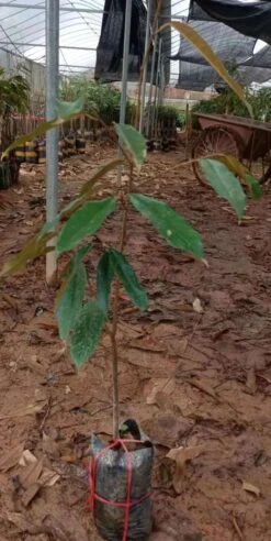 Rare Durian Trees (different Varieties). 3 Years Old, Grafted, Potted. -Cheap Plantly Store 金手指树