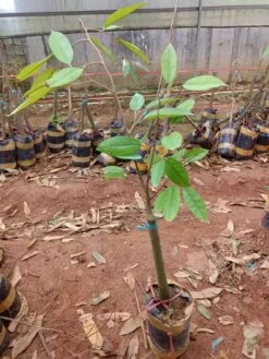 Rare Durian Trees (different Varieties). 3 Years Old, Grafted, Potted. -Cheap Plantly Store 金枕榴莲树